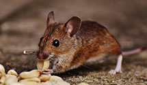 24 Hour & Emergency Exterminators in Hadley, PA